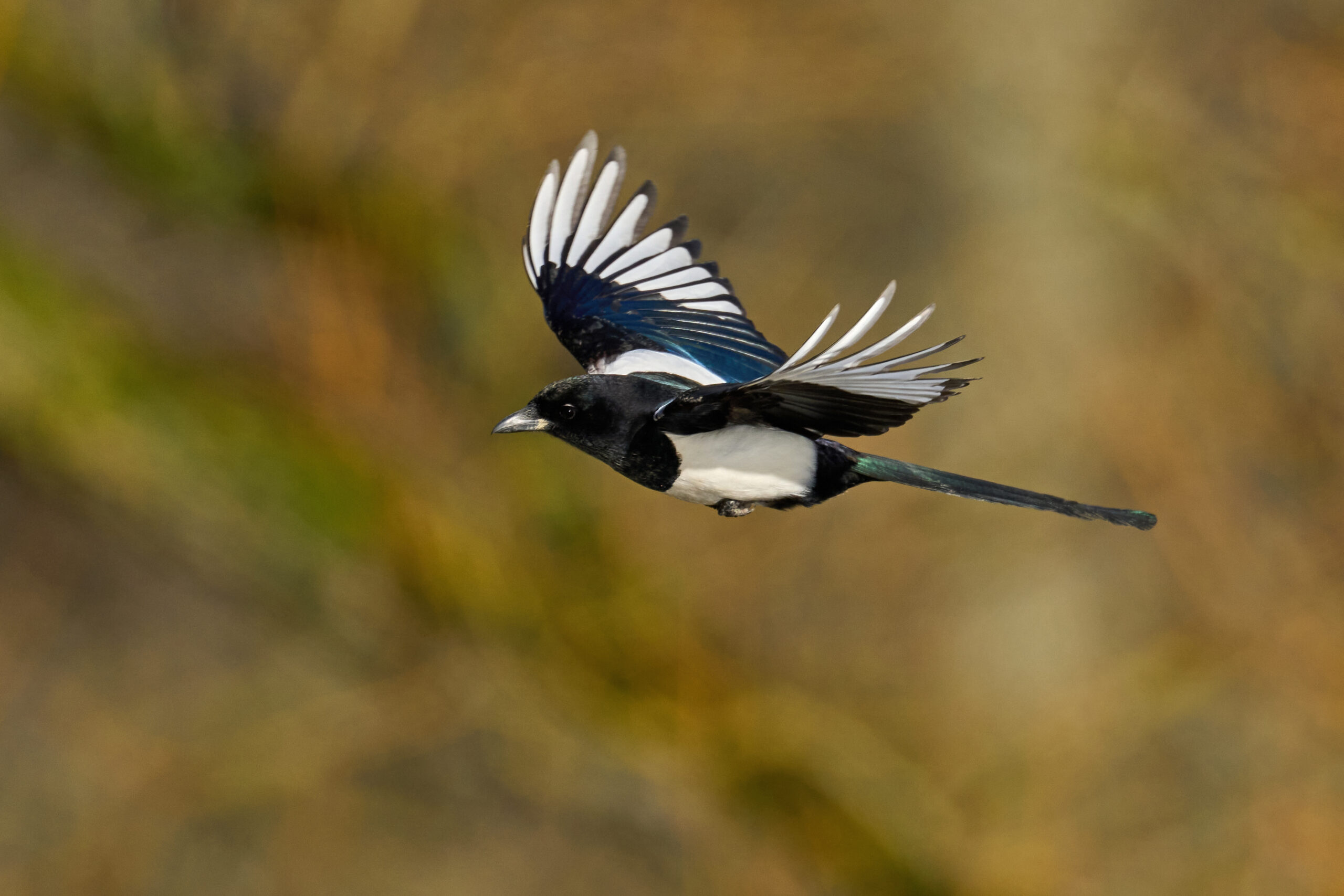 magpie swooping injuries - Eurasian magpie in its natural habitat